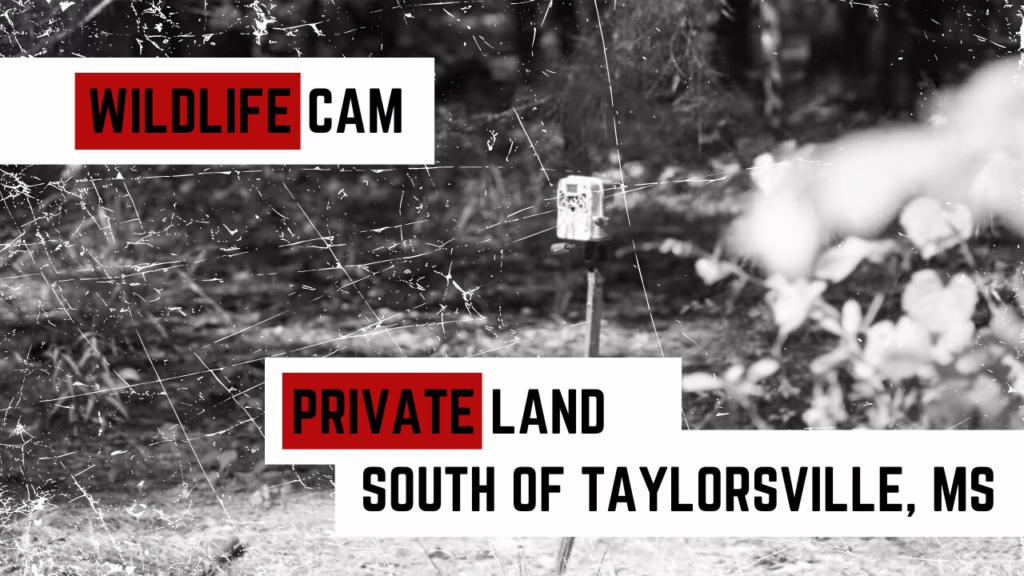 Wildlife Cam on private land south of Taylorsville, MS